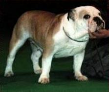 chonchdr.jpg (7078 octets)