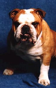 nelson.jpg (11414 octets)