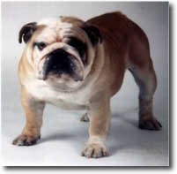 nourachi_pt.jpg (5589 octets)