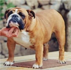 nymphee.jpg (51091 octets)