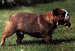 poppyph.jpg (8648 octets)